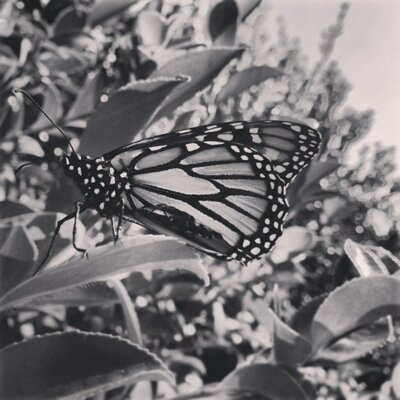 Butterfly