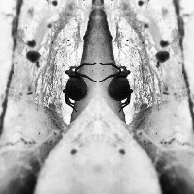 Arachn