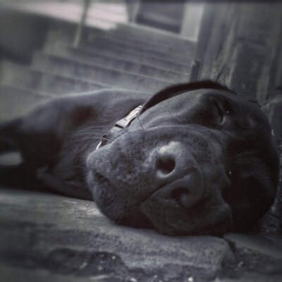 Sleepy Puppy