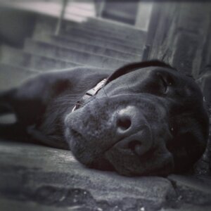 Sleepy Puppy